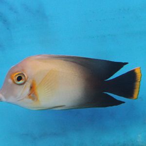 Surgeonfish ID