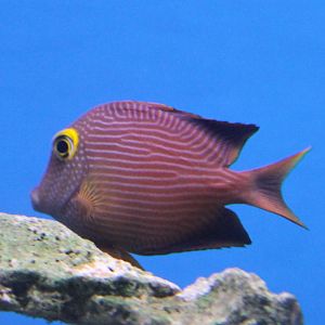 Ctenochaetus strigosus