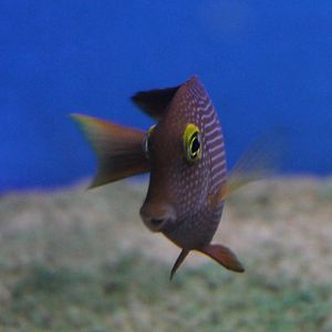 Ctenochaetus strigosus