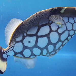 Balistoides conspicillum