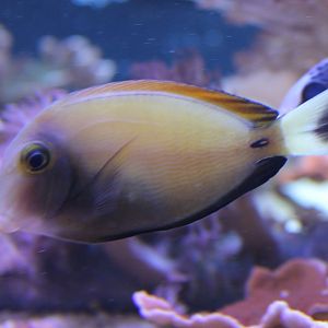 Surgeonfish ID