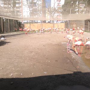 Bird flu adaptations