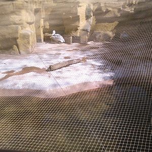 Bird flu adaptations