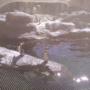 Bird flu adaptations