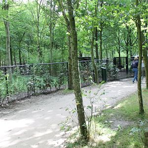 One of the Golden-necked cassowary-enclosures