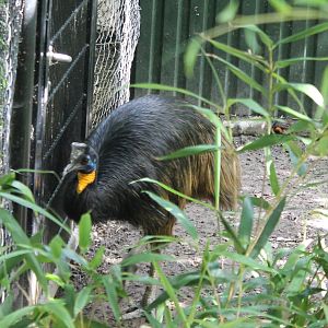 Golden-necked cassowary