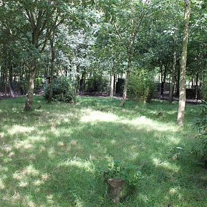 View in one of the Golden-necked Cassoway-enclosures