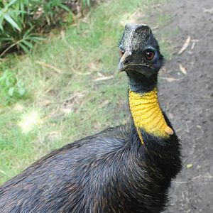 Golden-necked cassowary