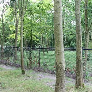 Golden-necked cassowary-enclosure