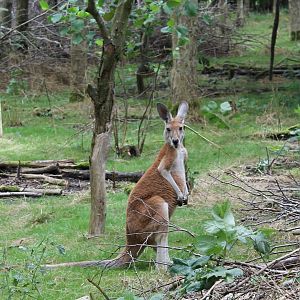 Red kangaroo