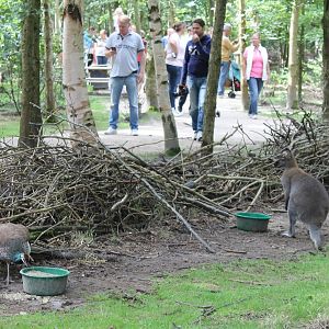 Peacock and Wallaby n Kangaroo-walk-through