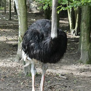 Ostrich