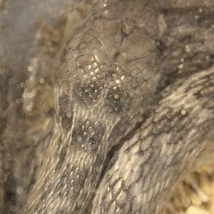 Malgassy cat snake - Madagascarophis meridionalis