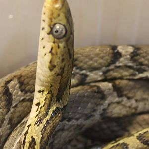 Yellow rat snake - Pseudelaphe flavifufa