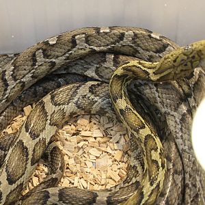 Yellow rat snake - Pseudelaphe flavirufa