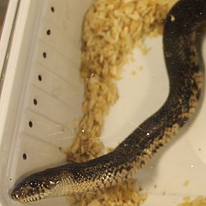 Black pine snake - Pituophis melanoleucus lodingi