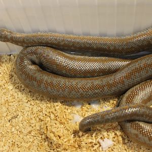 Rosy boa - Lichanura trivirgata roseofusca