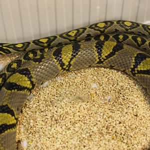 Mandarin snake - Eurprepiophis mandarinus