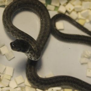 Aesculape snake - Zamenis longissimus