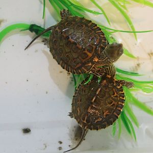 Saharan pond turtles - Mauremys leprosa saharica