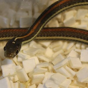 Thamnophis proximus rubrilineatus