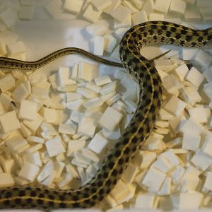 Checkered gartersnake - Thamnophis marcianus