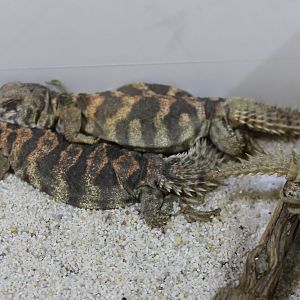 Uromastyx ornata