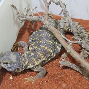 Uromastyx geyri