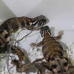 Uromastyx thomesi