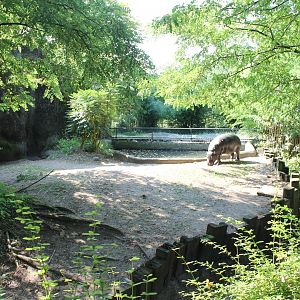 Pygmy hippo - Blue duiker enclosure