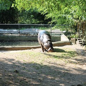 Pygmy hippo