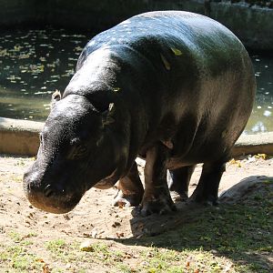 Pygmy hippo