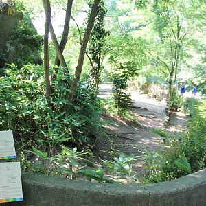 Pygmy hippo - Blue duiker enclosure