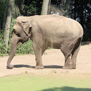 Asian elephant