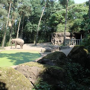 Enclosure Asain elephant