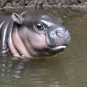 Pygmy Hippo