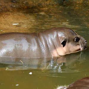 Pygmy Hippo