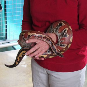 Blood Python (ambassador)