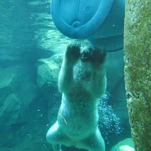 Polar bear swimming