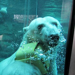 Polar bear Anoki