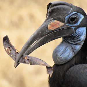 Abyssinian Ground Hornbill