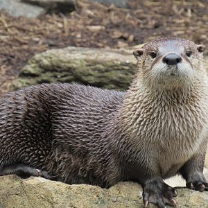 Northern river otter