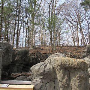 New Bobcat Exhibit