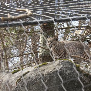 New Bobcat Exhibit