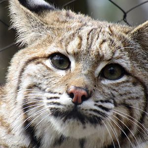Bobcat