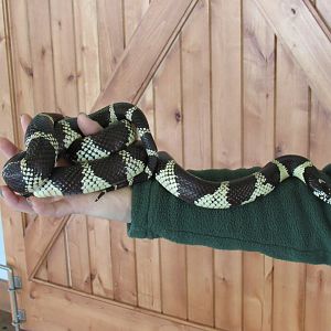 California Kingsnake (ambassador)