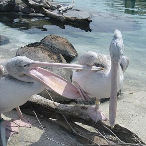 Pink-backed Pelicans