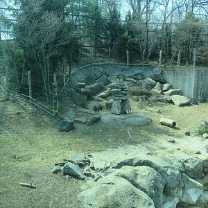 Grizzly bears in right exhibit