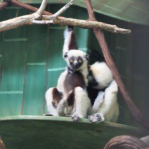 Coquerel's sifaka