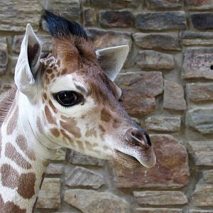 6 week old giraffe calf (Willow)
